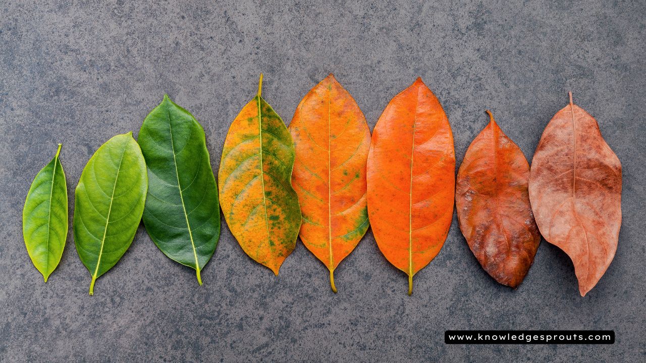 Aged leaves Metaphors for Aging