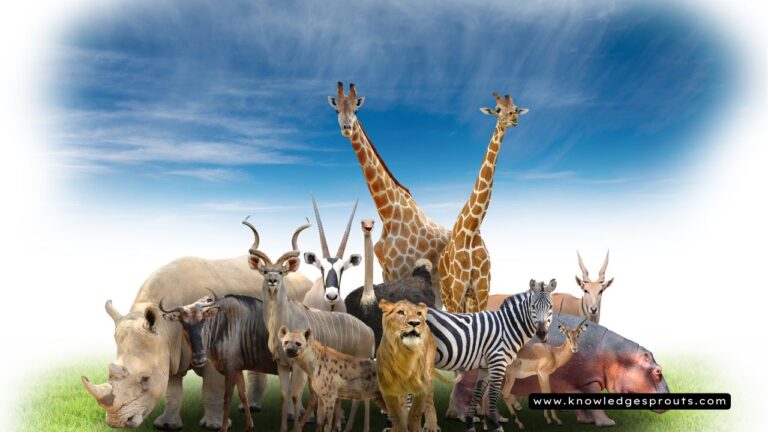 Idioms for Animals